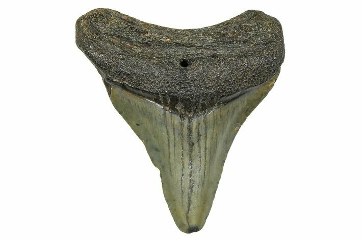 Juvenile Megalodon Tooth - South Carolina #370088